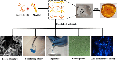 Injectable, Self-Healing, And Biocompatible N,O-Carboxymethyl Chitosan ...