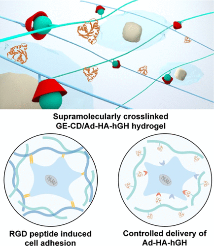 Biomimetic Supramolecular Drug Delivery Hydrogels For Accelerated Skin ...