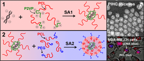 Hierarchical Self Assembly Route To Polyplex In Hydrophobic Core Micelles For Gene Delivery Chemistry Of Materials X Mol