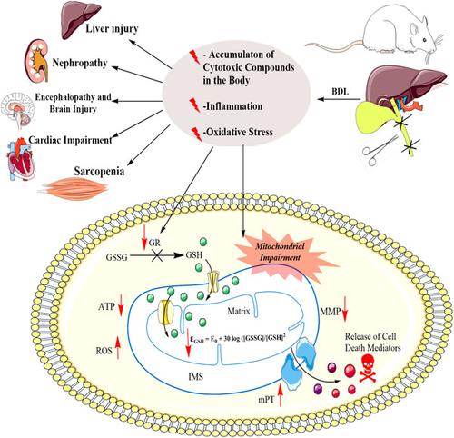 胆汁淤积中线粒体氧化还原状态和组织能量电荷的紊乱,Journal of Biochemical and Molecular ...