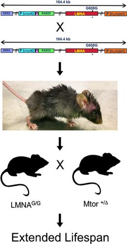 mTOR 基因减少可延长Hutchinson-Gilford 早衰症小鼠模型的寿命,Aging 
