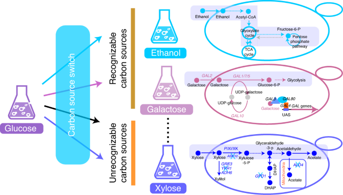 Metabolic Network Remodelling Enhances Yeast S Fitness On Xylose Using Aerobic Glycolysis Nature Catalysis X Mol