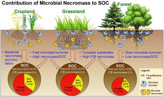 Microbial necromass as the source of soil organic carbon in global ...