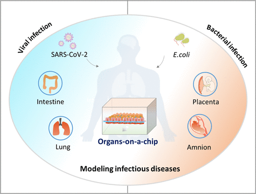 Microfluidic Organs-on-a-Chip For Modeling Human Infectious Diseases ...