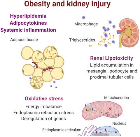 Renal Lipotoxicity: Insights From Experimental Models,Clinical And ...