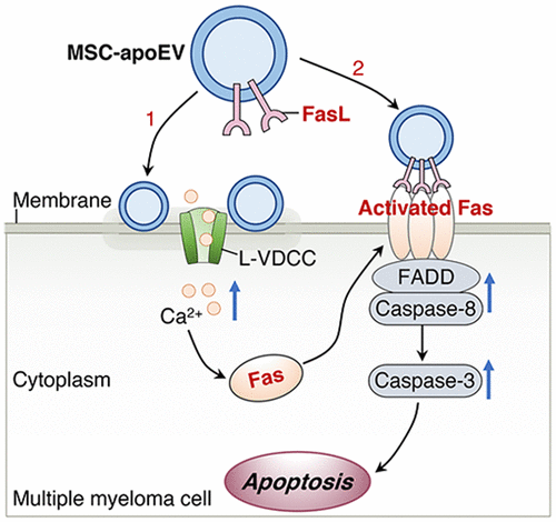 Apoptotic Extracellular Vesicles Ameliorate Multiple Myeloma by ...