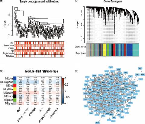 Novel Immune Related Signature For Risk Stratification And Prognosis In Prostatic Adenocarcinoma Cancer Science X Mol