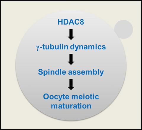 Hdac8在猪卵母细胞减数分裂成熟过程中驱动纺锤体组织 Cell Proliferation X Mol