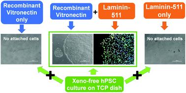 Laminin-511 and recombinant vitronectin supplementation enables