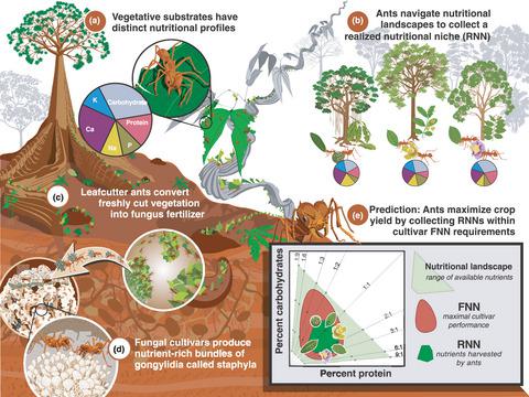 The Multidimensional Nutritional Niche Of Fungus-cultivar Provisioning ...