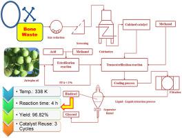 Waste Ox Bone Based Heterogeneous Catalyst Synthesis, Characterization ...