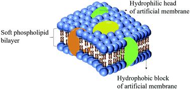 Soft materials as biological and artificial membranes,Chemical