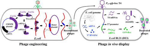 通过v 型crispr Cas 基因组编辑设计用于体内展示的t4 噬菌体 Acs Synthetic Biology X Mol