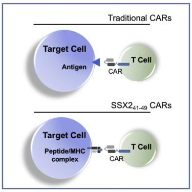 靶向HLA∗0201 限制性SSX2 表位的新型TCR 样CAR-T 细胞对急性髓系 