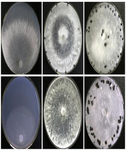 Sclerotinia Sclerotiorum Thioredoxin1 Sstrx1 Is Required For