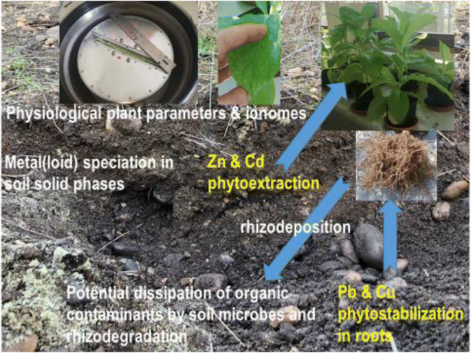 烟草 Nicotiana Tabacum L 对城市棕地土壤进行植物管理的潜在能力 Environmental Science And Pollution Research X Mol