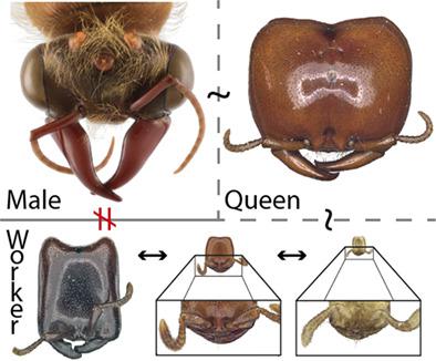 Anatomy and evolution of the head of Dorylus helvolus (Formicidae ...