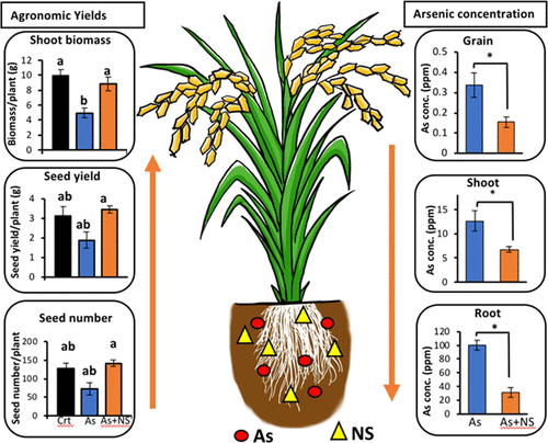 Nanoscale Sulfur Improves Plant Growth And Reduces Arsenic Toxicity And