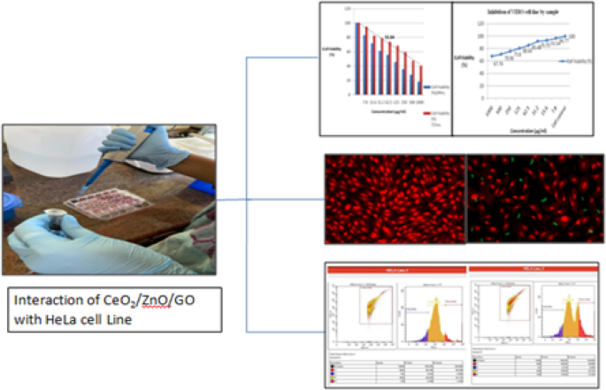 用于评估HeLa 和VERO 细胞系细胞毒性和凋亡行为的氧化铈/氧化锌/氧化