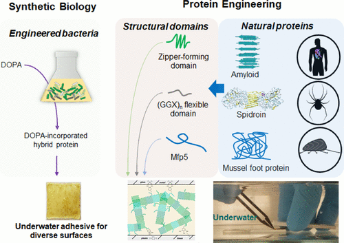 用于不同表面水下粘附的生物合成混合蛛丝蛋白-淀粉样蛋白-贻贝足蛋白
