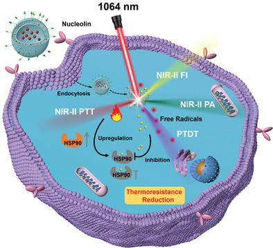 NIR-II Excitation Phototheranostic Nanomedicine For Fluorescence ...