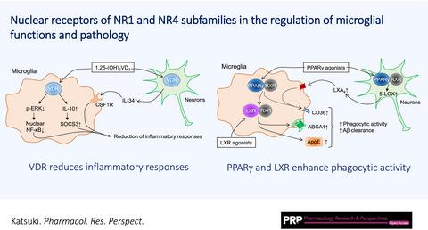 NR1 和NR4 亚家族的核受体在小胶质细胞功能和病理学调节中的作用 