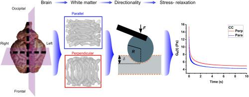 Microscale Characterisation Of The Time-dependent Mechanical Behaviour ...