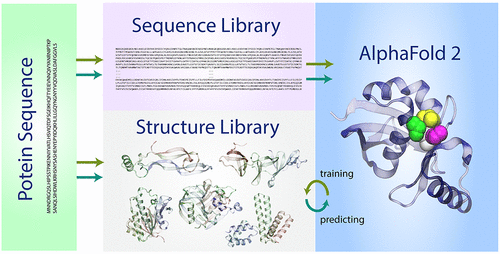 AlphaFold 2: Why It Works and Its Implications for Understanding the ...