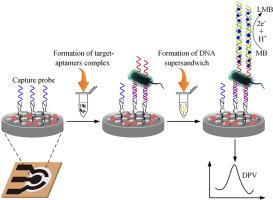 A novel cloth-based supersandwich electrochemical aptasensor for direct