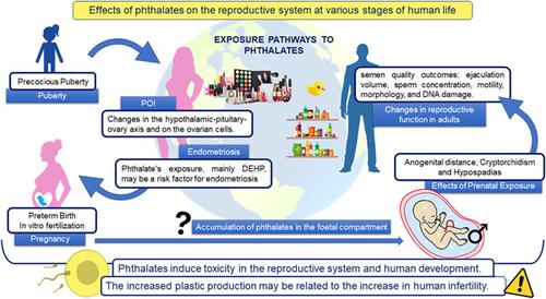 Update about the disrupting-effects of phthalates on the human