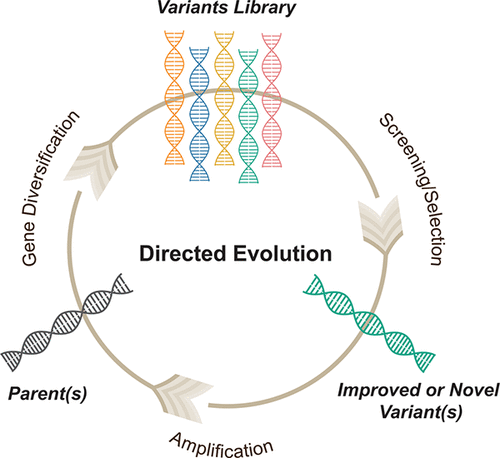 Directed Evolution: Methodologies And Applications,Chemical Reviews - X-MOL