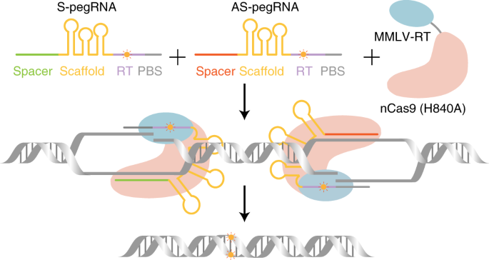 Increasing The Efficiency And Precision Of Prime Editing With Guide RNA ...