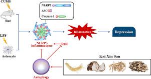 开心散抗抑郁机制的新见解：通过促进自噬抑制NLRP3炎性体激活,Phytomedicine - X-MOL