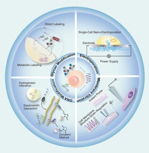 Recent Progress And Perspectives On Cell Surface Modification,Chemistry ...