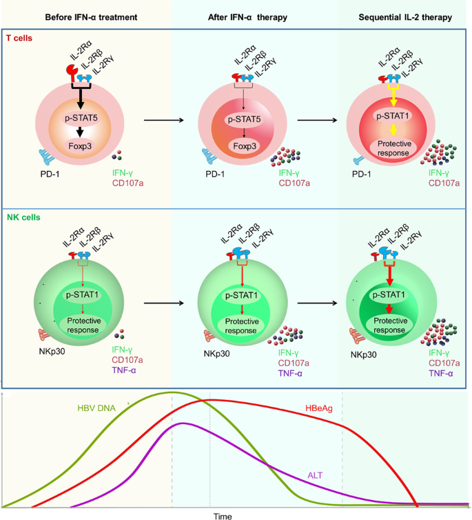 Restoration Of HBV-specific CD8+ T-cell Responses By Sequential Low-dose IL-2 Treatment In Non ...