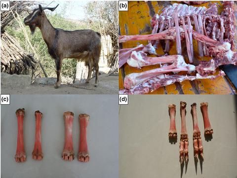 Genome-wide selective detection of Mile red-bone goat using next