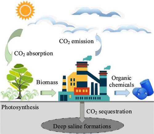 Performances And Net Co2 Emission Of Light Olefin Production Based On Biomass To Methanol And Dmto Ii Technologies With Co2 Capture And Sequestration Acs Sustainable Chemistry Engineering X Mol