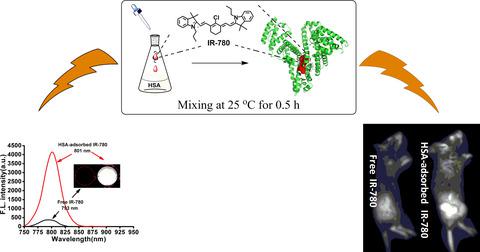 人血清白蛋白对ir 780 染料荧光强度和肿瘤成像特性的影响 Photochemistry And Photobiology X Mol