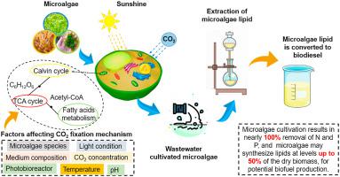 微藻作为第三世界能源危机的解决方案，从废水中生产生物燃料实现碳中和 