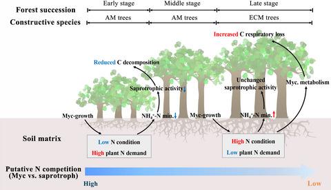 Mycorrhizal Effects On Decomposition And Soil Co2 Flux Depend On Changes In Nitrogen Availability During Forest Succession Journal Of Ecology X Mol