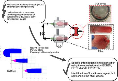 In Vitro Thrombogenicity Testing Of Pulsatile Mechanical Circulatory ...