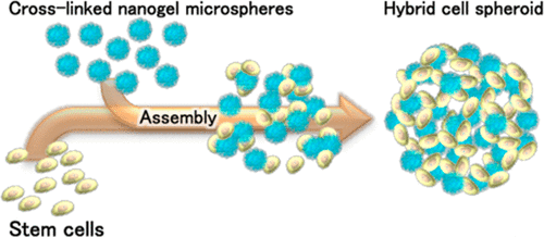 使用细胞大小的交联纳米凝胶微球作为人工细胞外基质构建混合细胞球体 Acs Applied Bio Materials X Mol