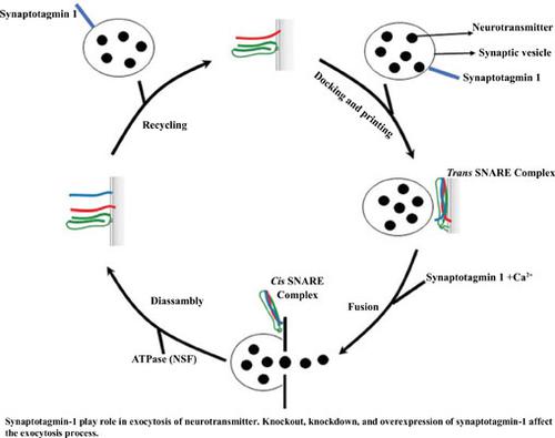 Synaptotagmin-1：一种介导囊泡对接、启动和融合的多功能蛋白,Current
