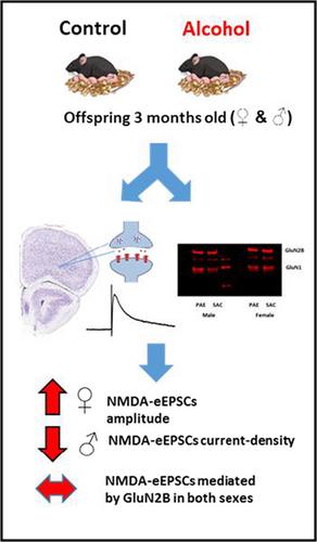 Sex Specific Effect Of Prenatal Alcohol Exposure On N Methyl D