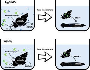 硫化银纳米颗粒在淡水蜗牛和涡虫中的生物积累但没有生物放大作用 Science Of The Total Environment X Mol