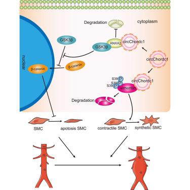CircRNA Chordc1 通过促进血管平滑肌细胞的表型和生长来保护小鼠免受腹 