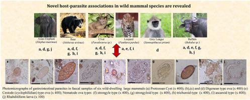 斯里兰卡Wasgomuwa国家公园六种大型哺乳动物的胃肠道寄生虫 