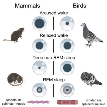 鸟类在清醒 非快速眼动睡眠和快速眼动睡眠期间的瞳孔行为与哺乳动物相反 Current Biology X Mol