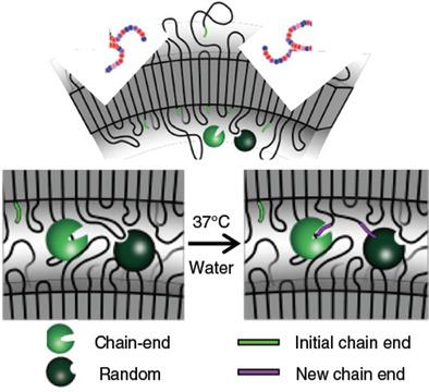 Synergistic Enzyme Mixtures to Realize Near-Complete