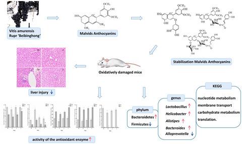 稳定锦葵花青素对氧化应激小鼠肠道菌群的影响 Journal Of Food Biochemistry X Mol